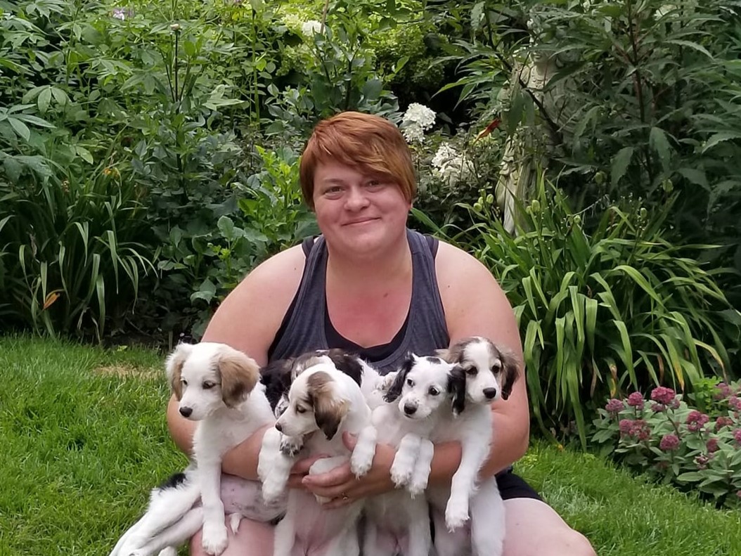 Mandala Dogs