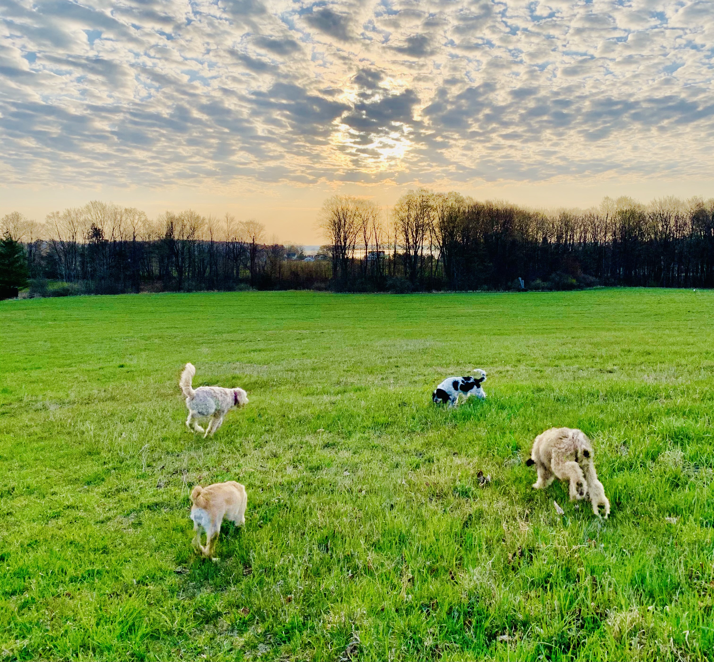 Old Mission Retrievers