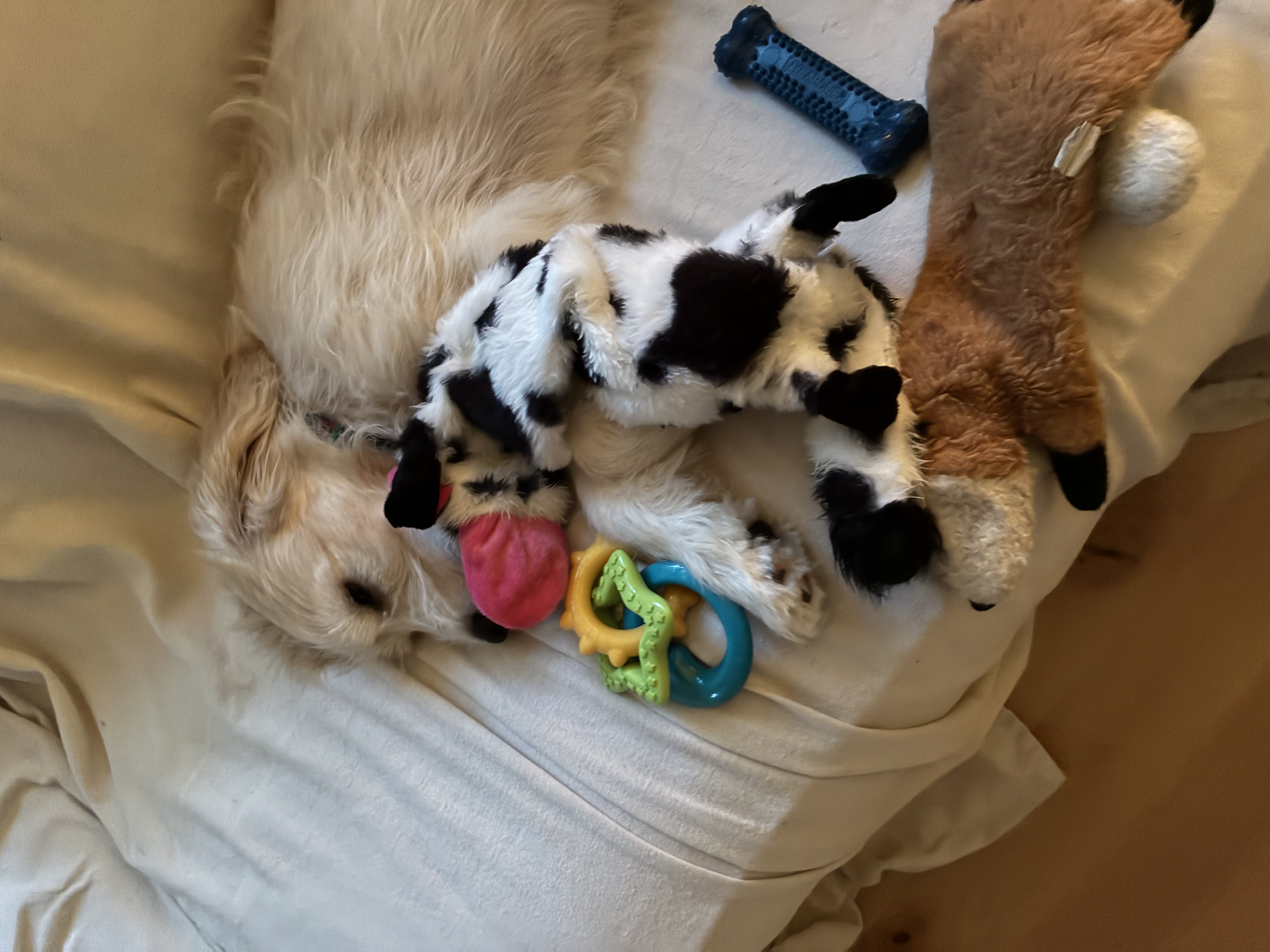 An update from Zoey