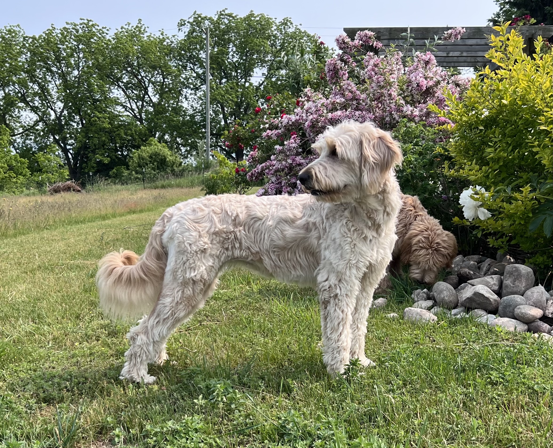 Rosie