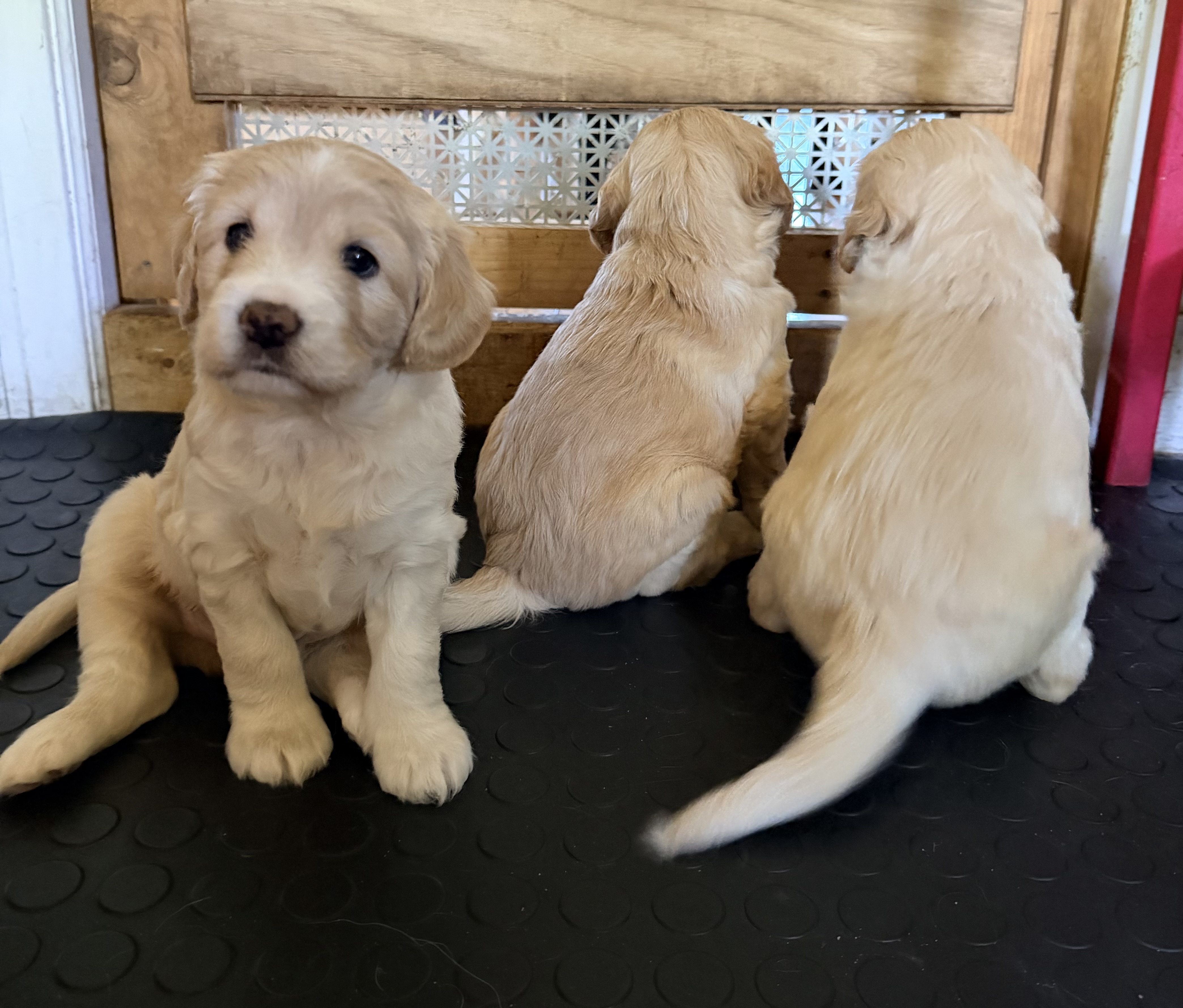 The Beatrix Potter Litter litter
