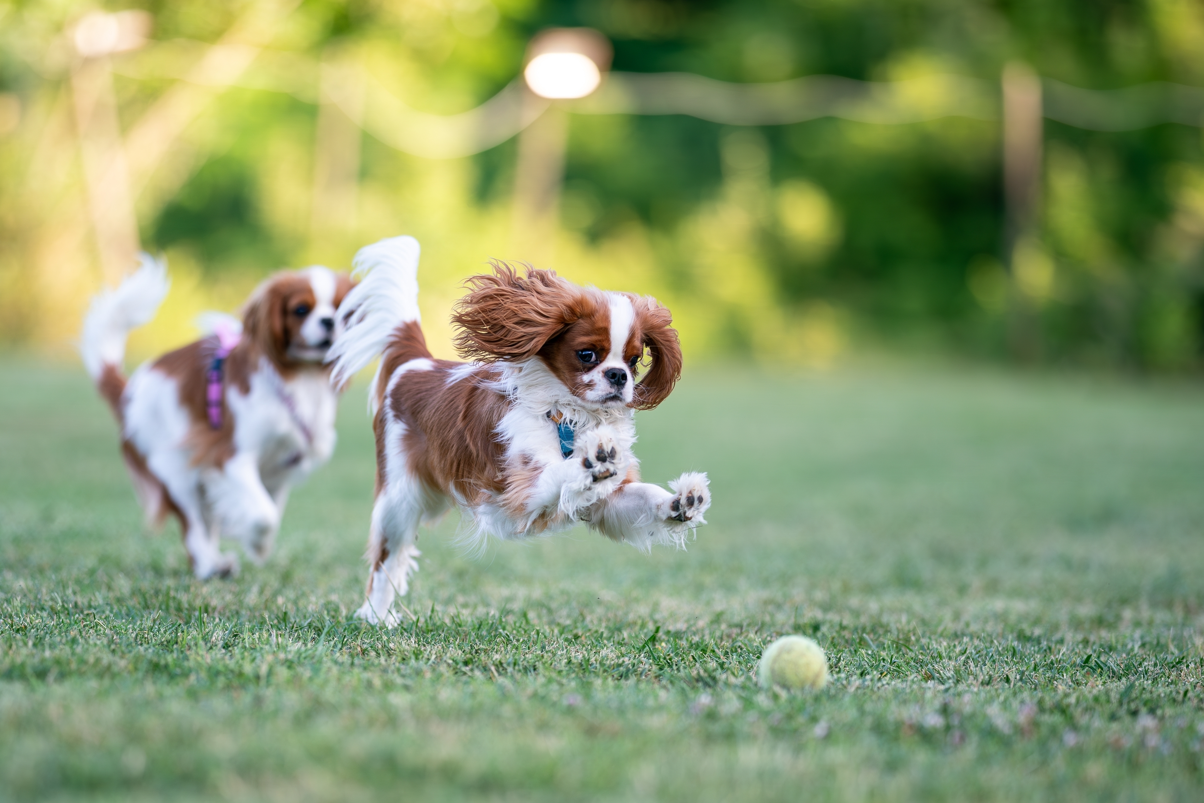CDP position on CDDY/IVDD: A common mutation with implications for dog welfare