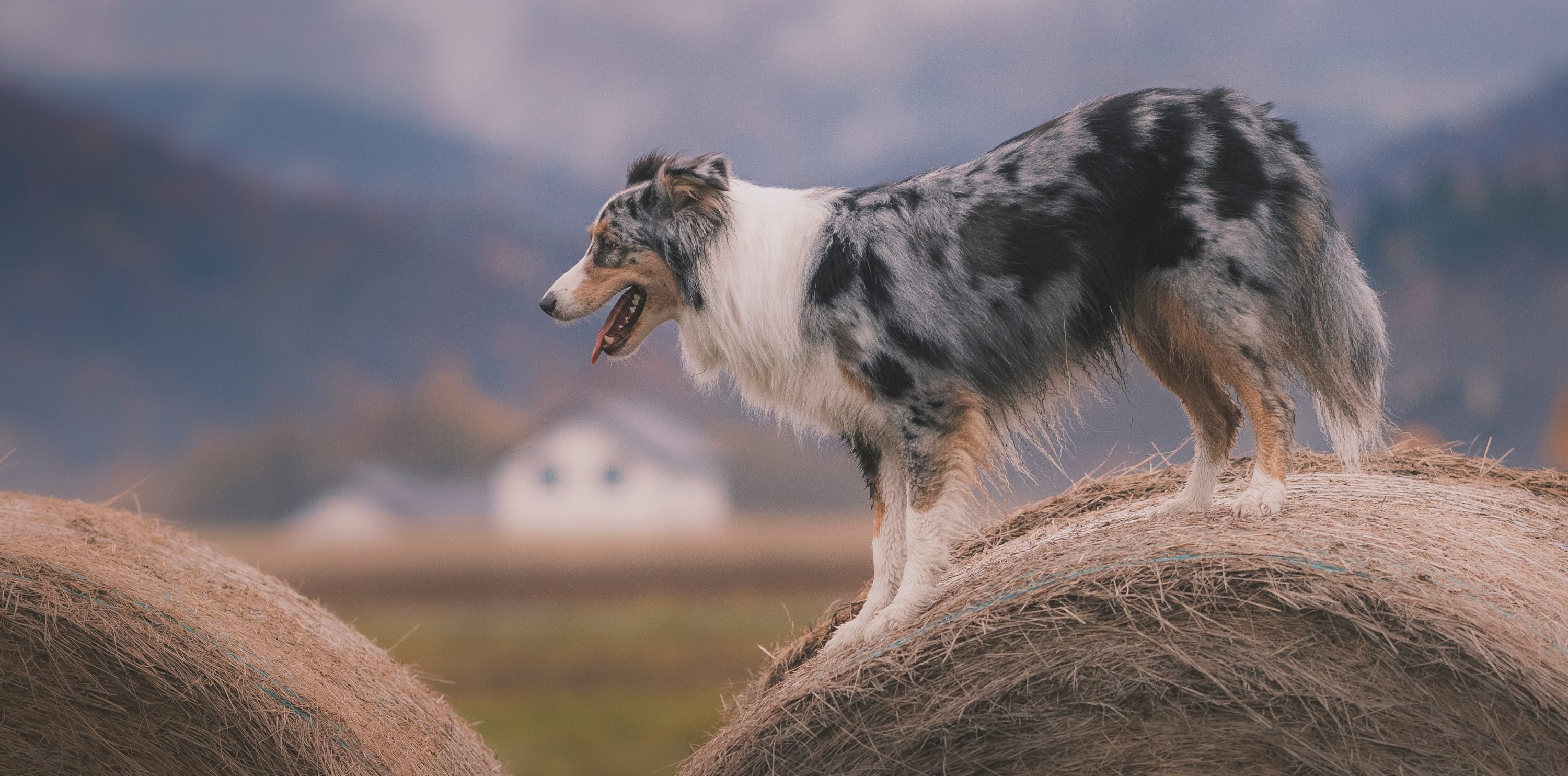 CDP Position on Merle and the Ethical Implications of Color in Selective Dog Breeding.