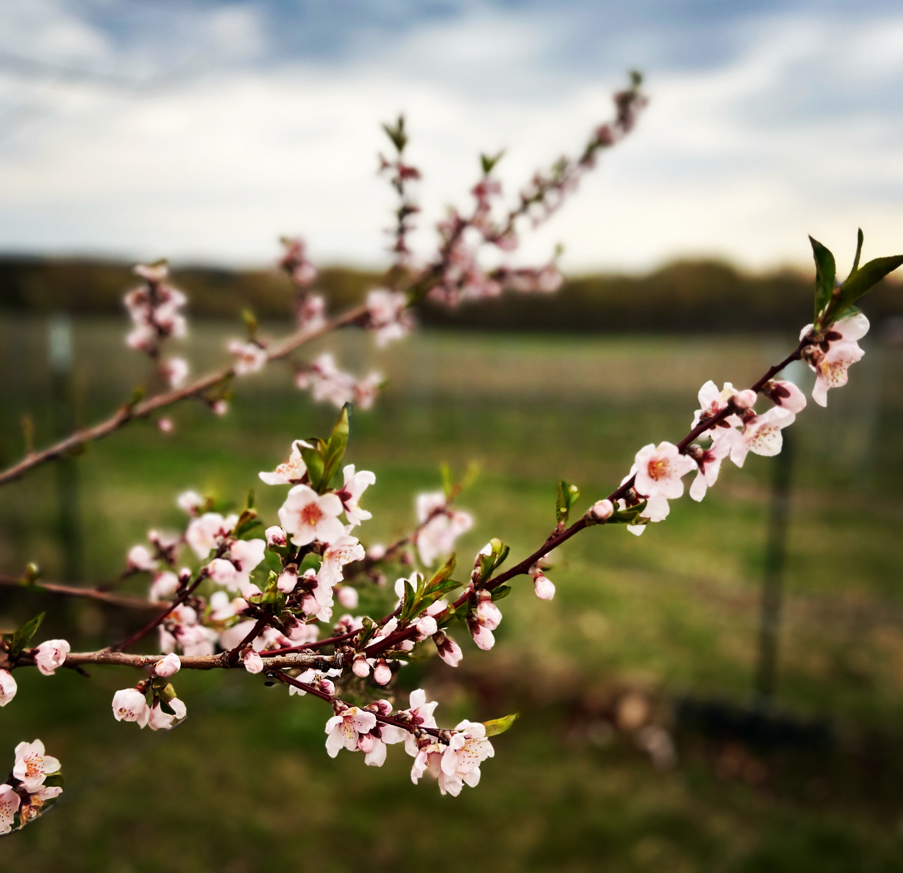 Season of Emergence