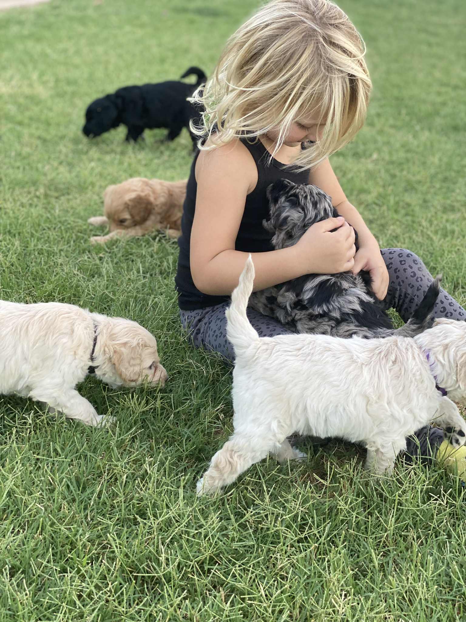 Young girl with a litter of puppies