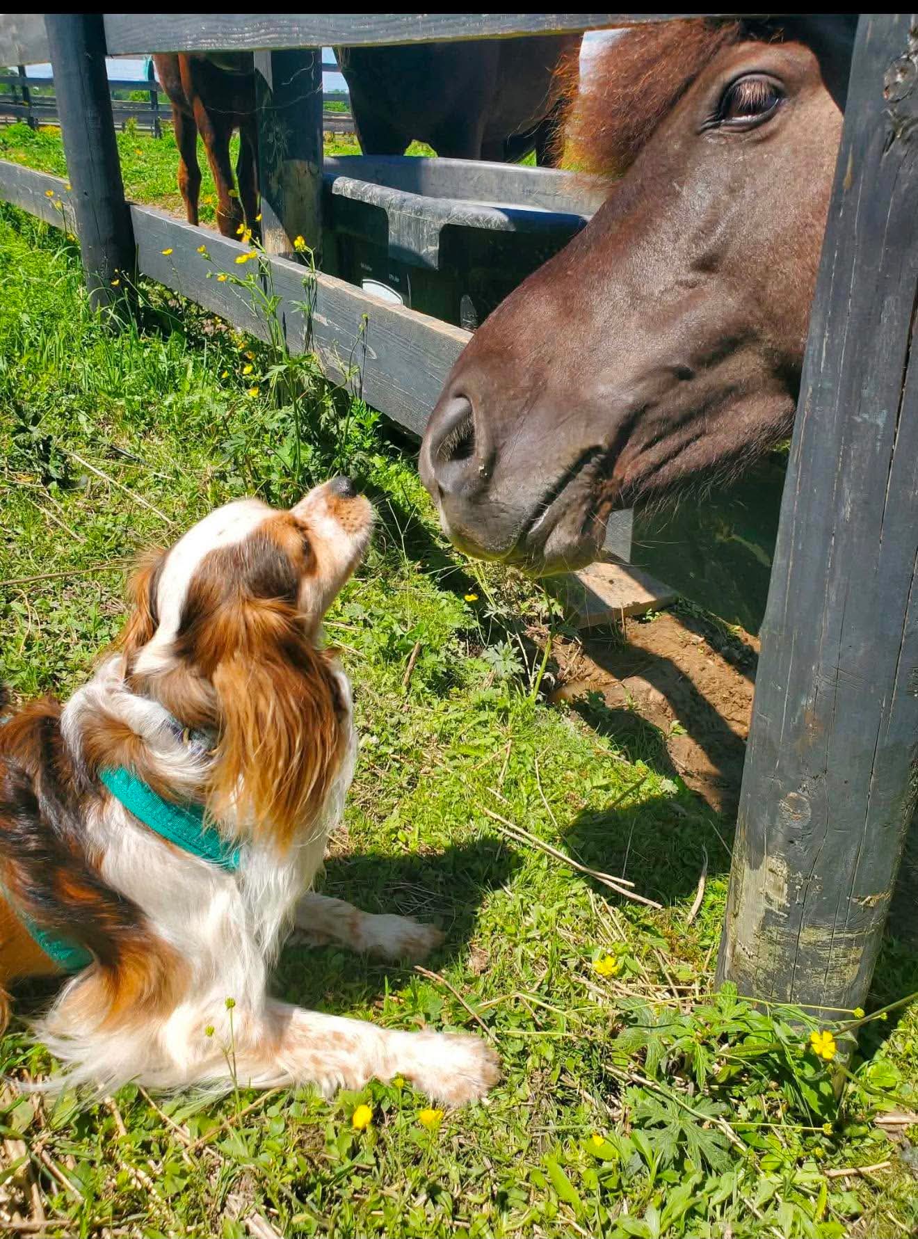 A dog and a horse greeting each other nose to nose through a fence