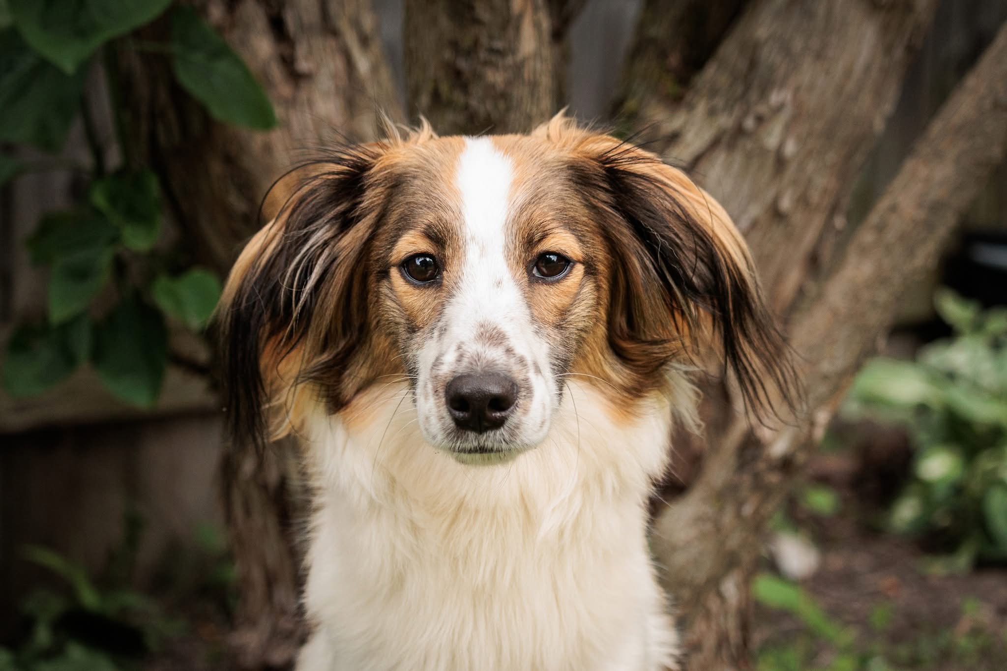 A dog looking into the camera