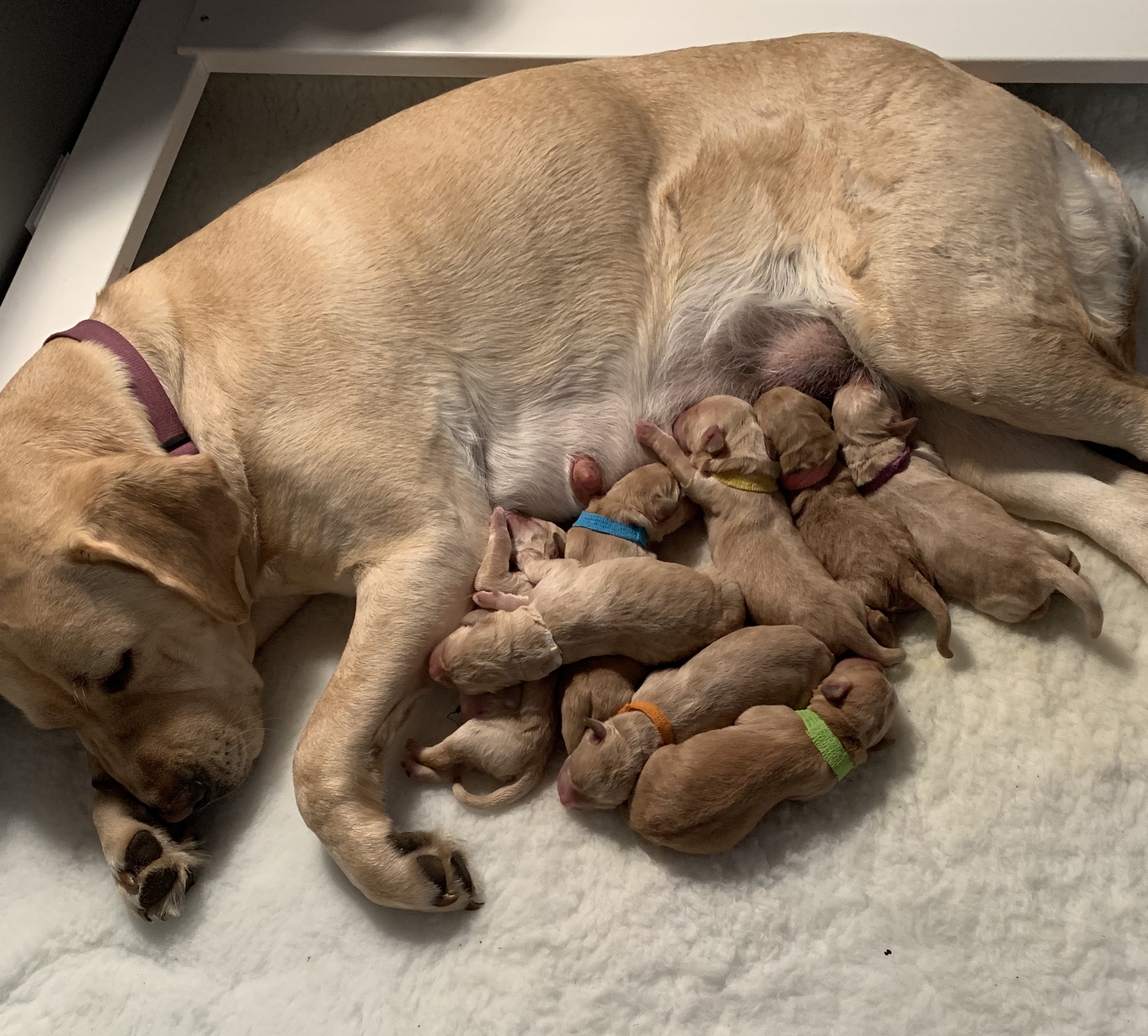 Mother dog nursing her puppies