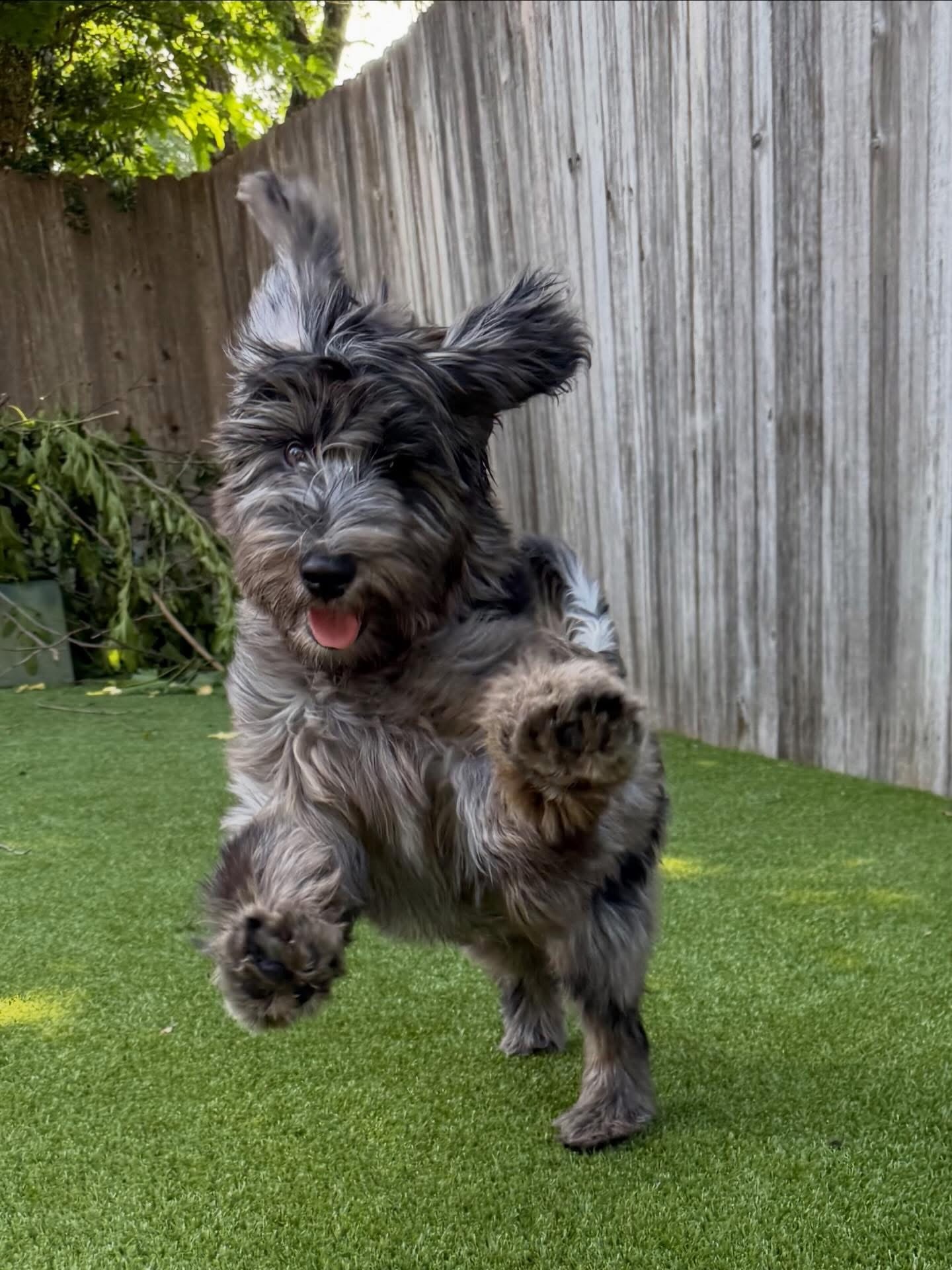 A fluffy merle puppy bounding across the grass